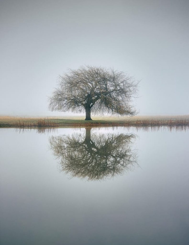Ein einzelner Baum im Nebel mit klarer Spiegelung – Symbol für Bewusstsein, Klarheit und tiefes Coaching.